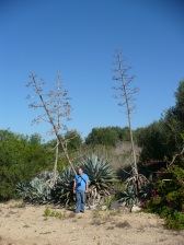 Mega agawa - z 8 metrów wzrostu.